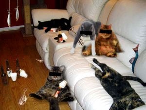 Cat_Party01.jpg