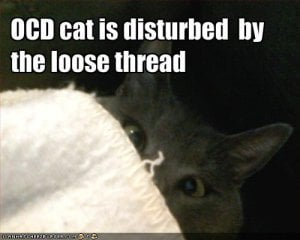 OCDcat.jpg