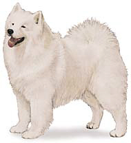 samoyed.jpg