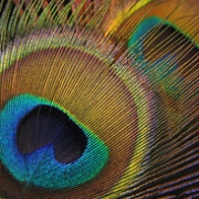 peacock%20feather.jpg