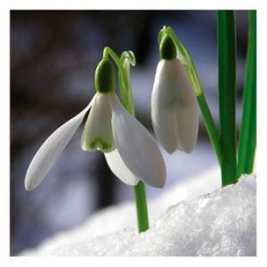 snowdrops1232947393.jpg