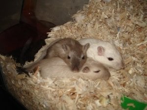 lf gerbils2.jpg