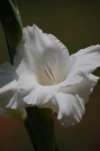 gladiola.jpg