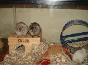 lf gerbils5.jpg