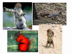 Resize of squirrelcollage.jpg