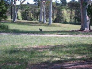 twowallabiesnearatree.jpg