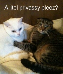 lolcat.jpg