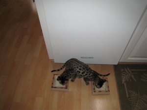 kitties eating.jpg