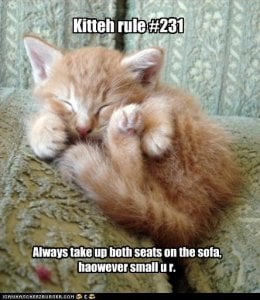 funny-pictures-kitten-takes-up-sofa.jpg