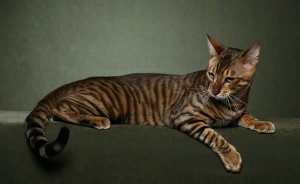 toyger2.jpg