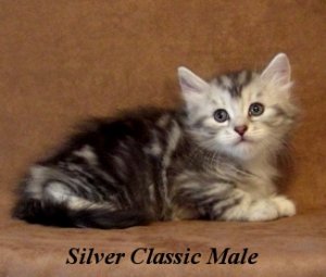 KK Silver Classic Male 1.jpg