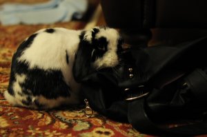 otto in purse 2.jpg