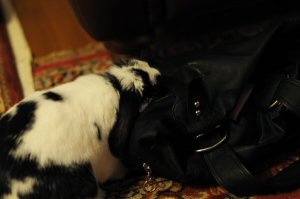 otto in purse.jpg