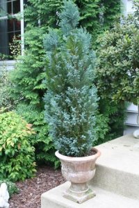 cypress in pot.jpg