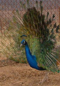 peacock.jpg