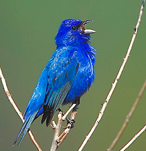 indigo bunting.jpg