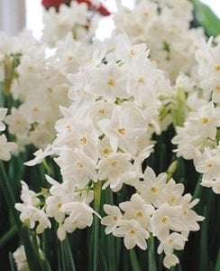 paperwhites2.jpg