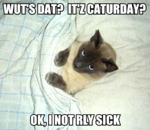 wuts-dat-itz-caturday-ok-i-not-rly-sick.jpg