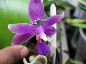 Rings_NowBlueGreen_Orchid.jpg