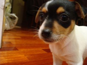 NewPup 012.jpg