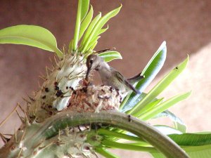 hummingbird feeding baby6x4.jpg