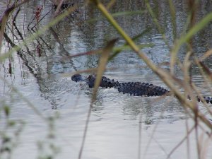 gator thru grass.JPG