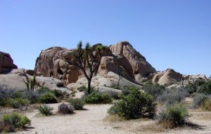 joshua tree natl park.jpg