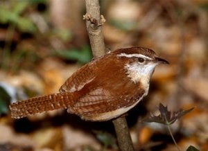 carolina-wren.jpg