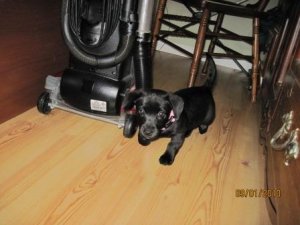 new puppy with vacuum.jpg