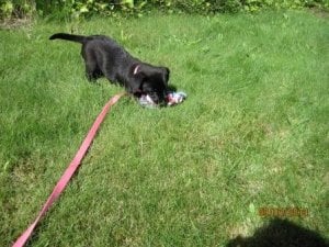 Millie with rope outside.jpg