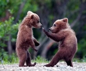 BoxingBabyBears.jpg