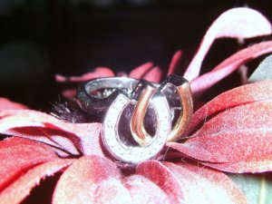 Ring 002.JPG