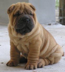 Sharpei.jpg