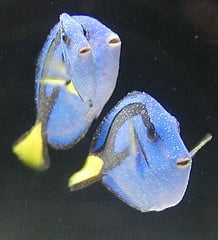 blue-tang-marine-ich.jpg