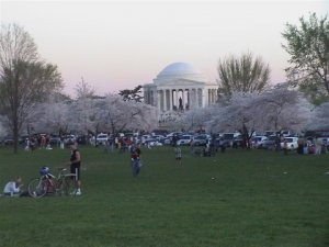 CherryBlossoms2005.jpg