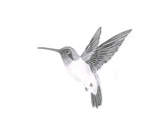 HummingBird2.jpg