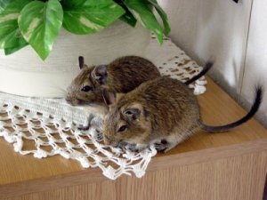 degu234_a_1.jpg