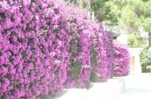 bouganvilla shrub.jpg