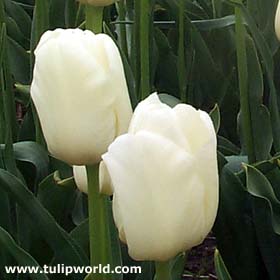 white tulips.jpg