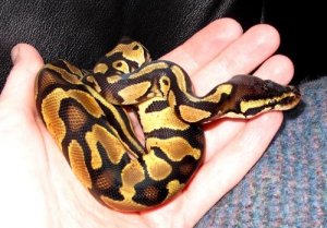 Baby Python 017ab.jpg