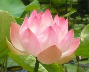 lotusflower.JPG