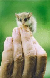 mountainpygmypossum.gif