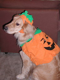 costumepup2small.jpg