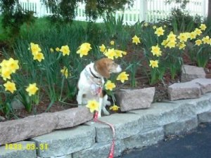 daffodils.jpg