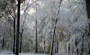 snowy yard.jpg