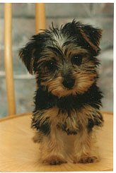 yorkie02.jpg