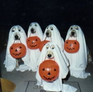 halloweendogs.jpg