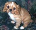 english-toy-spaniel-0002.jpg