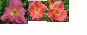 verabigalowdaylily.jpg