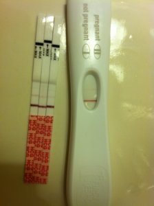 hpt_8dpo.jpg